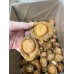 特級溏心乾鮑｜2 頭規格 500 克裝