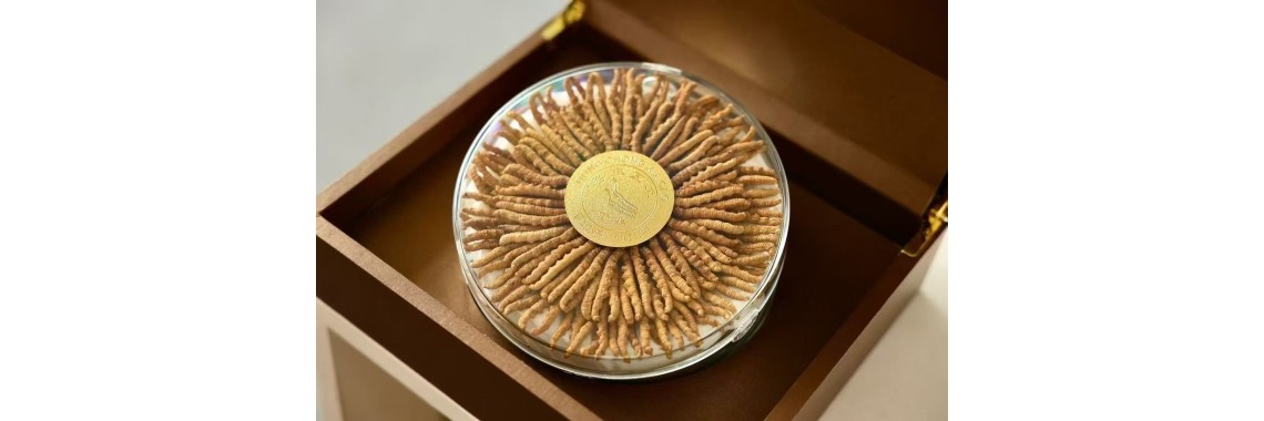 冬蟲夏草簡易禮盒